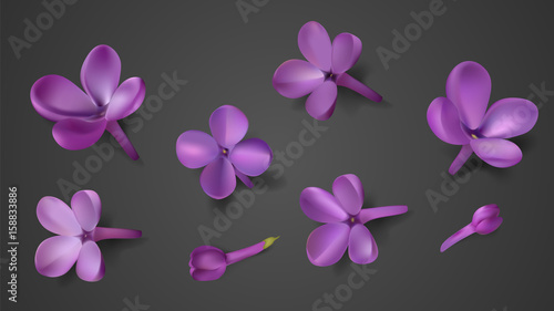 Pastel background with isolated lilac flowers.