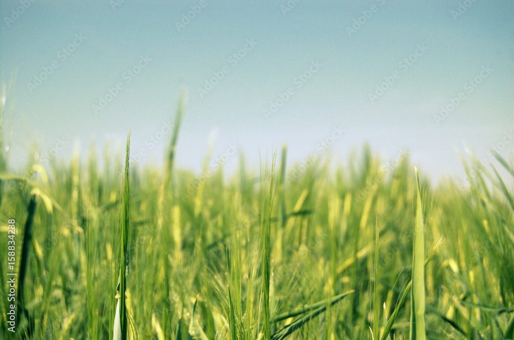 A lawn with grass