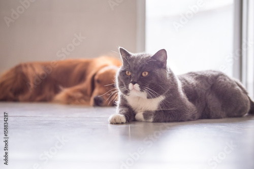 British Shorthair Cat and Golden Retriever
