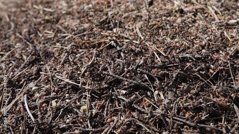 A large ant nest in the forest. Ants crawl in an anthill. A large ant nest in the forest. Ants crawl in an anthill.