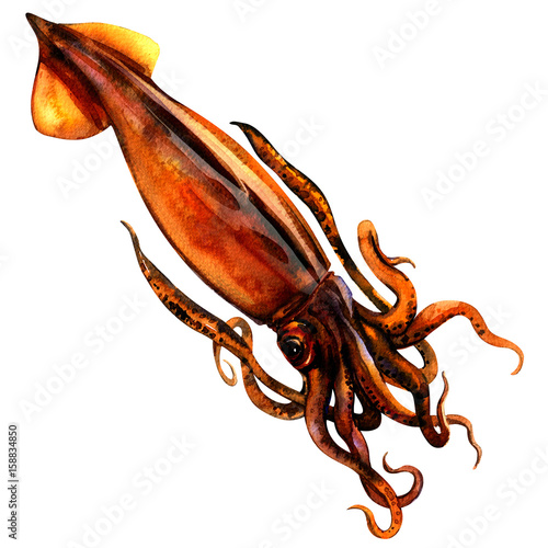 Fresh Nototodarus sloanii, New Zealand arrow squid, Wellington flying squid, isolated, watercolor illustration on white photo