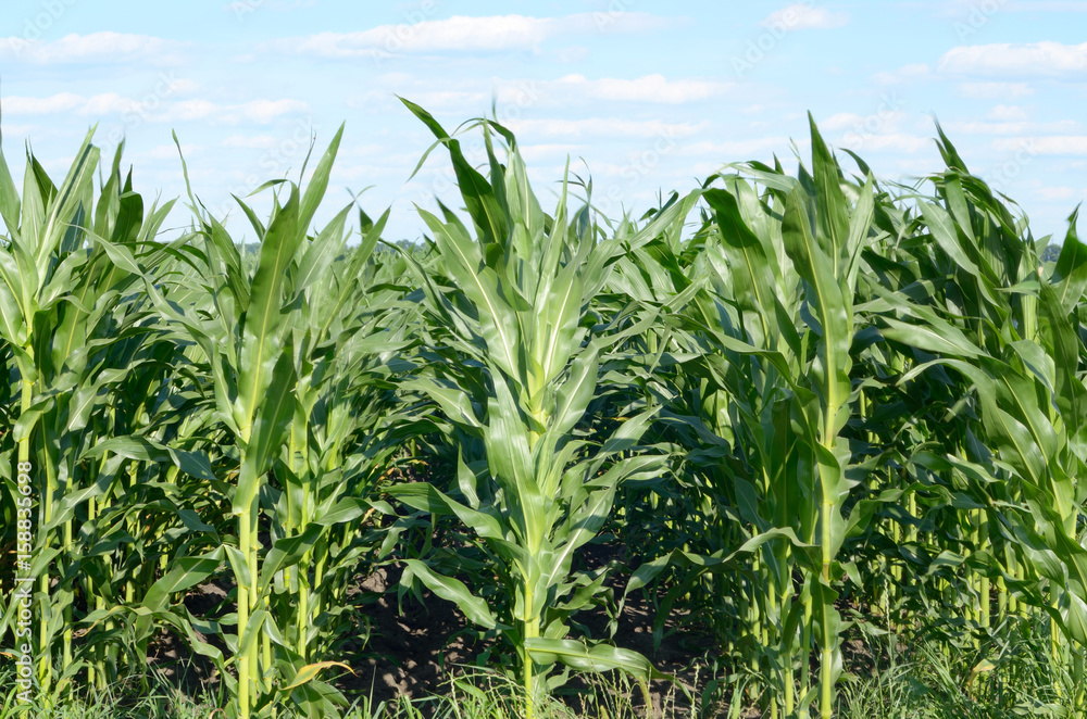 Corn field view Corn field view