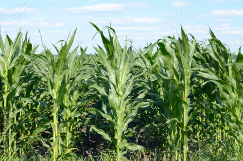 Corn field view