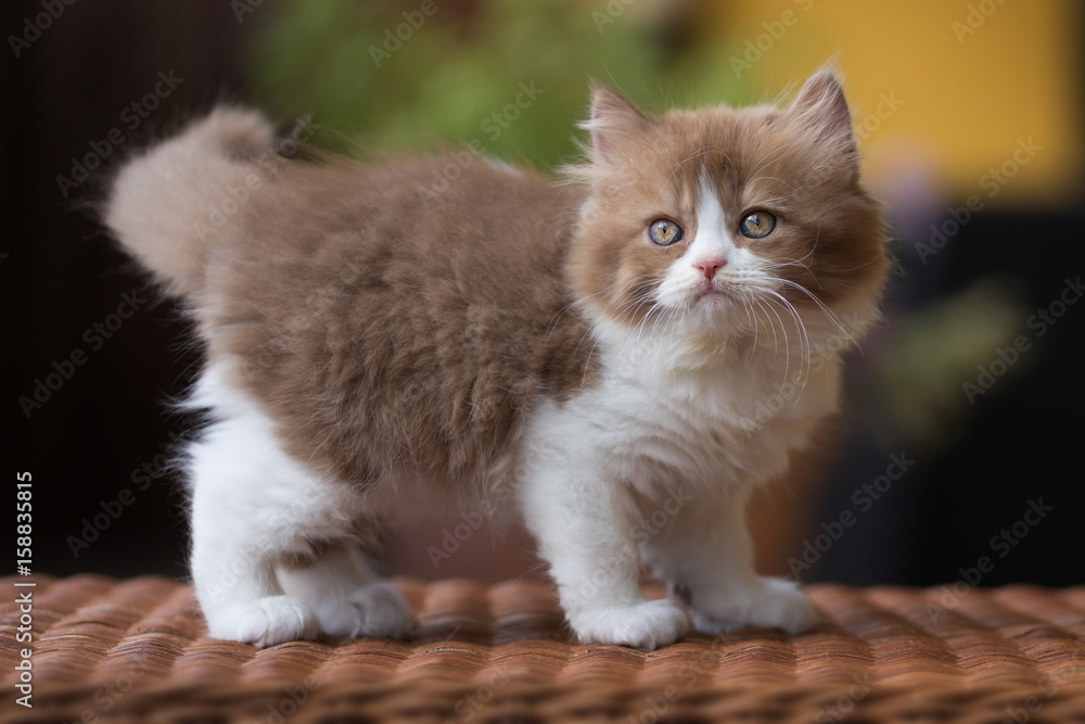 Kleiner, süßer BLH Kitten Kater in bicolor - cinnamon-white Stock Photo |  Adobe Stock
