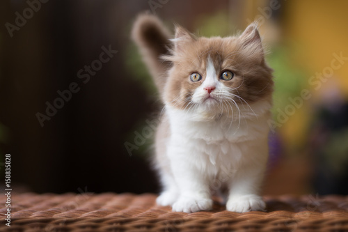 Kleiner, süßer  BLH Kitten Kater in bicolor - cinnamon-white 
