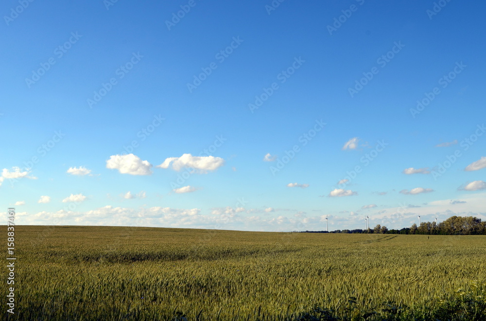 Gerstenfeld vor blauem Himmel