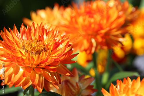 Strohblumen_Sommer, Trend, Hintergrund