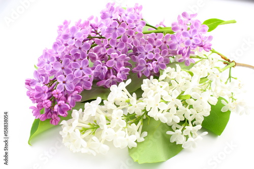 common lilac (Syringa vulgaris) with violet and white flowers isolated on a white background