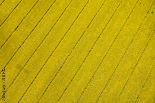 Wallpaper Mural aerial view of the yellow harvest fields Torontodigital.ca