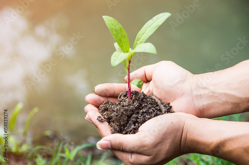 hand holding plant with bokeh and nature background, save the world and World Environment Day concept at sunny day