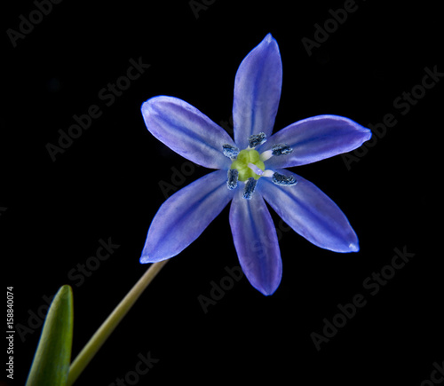 Scilla