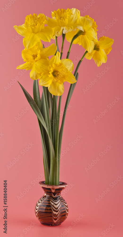 flowers daffodils