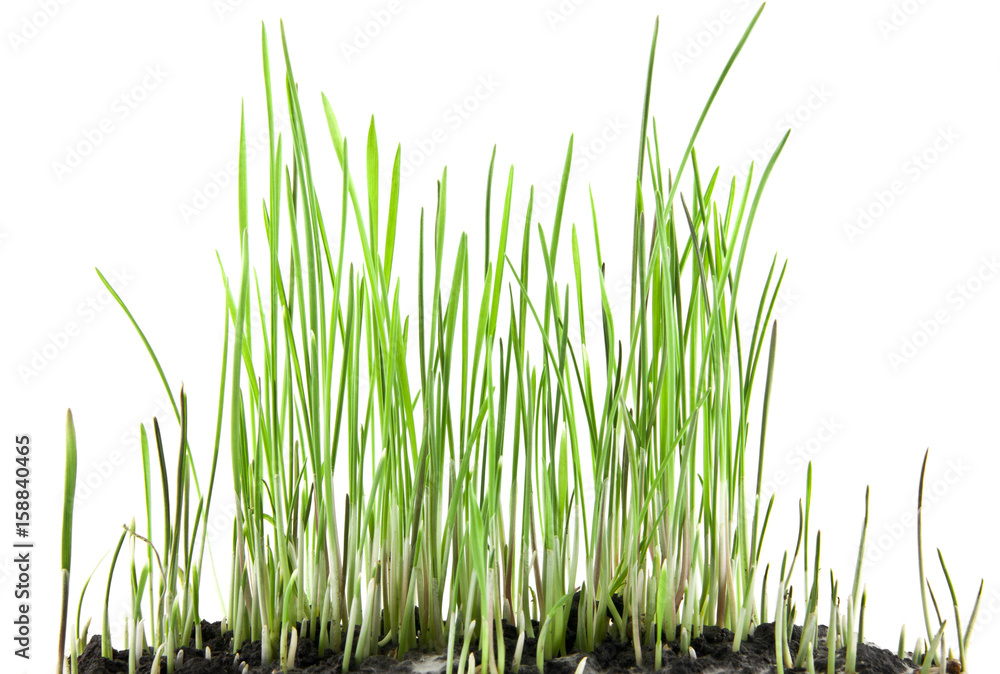 Naklejka premium grass