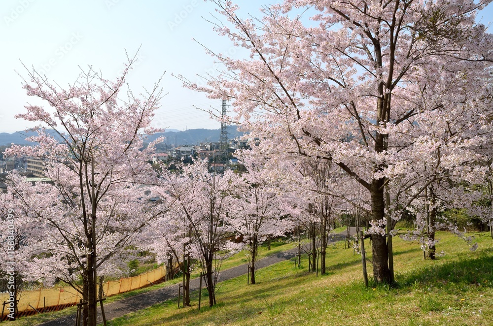 茶臼山公園の桜