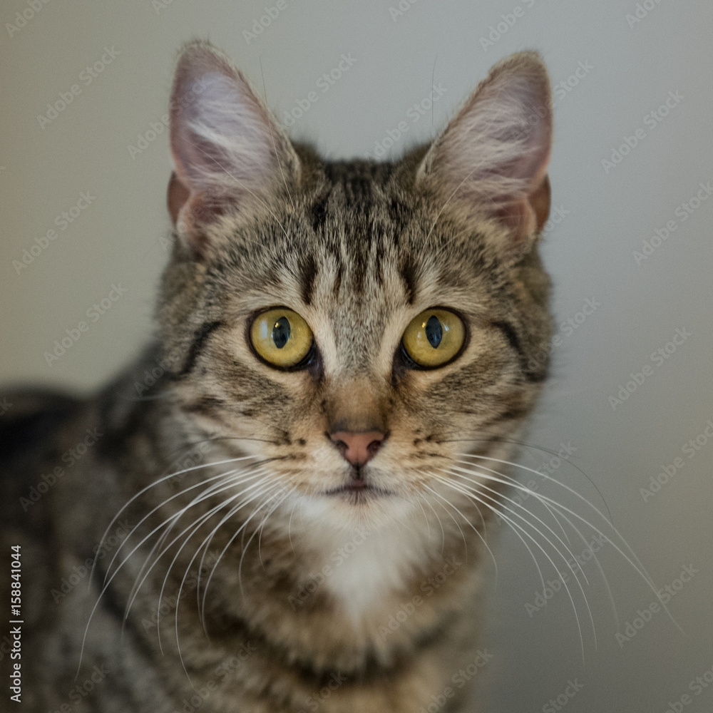 Bengal cat head shot