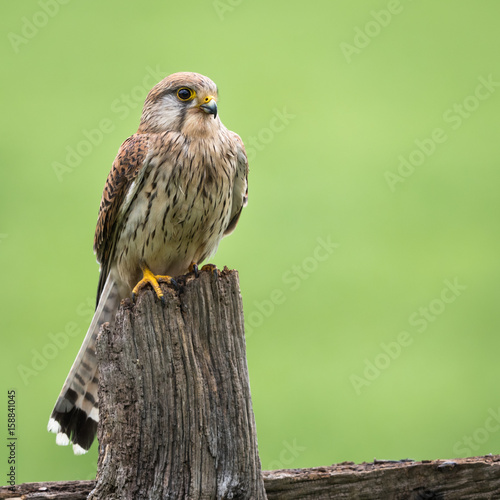 Common Kestrel perched on a fence post with green background