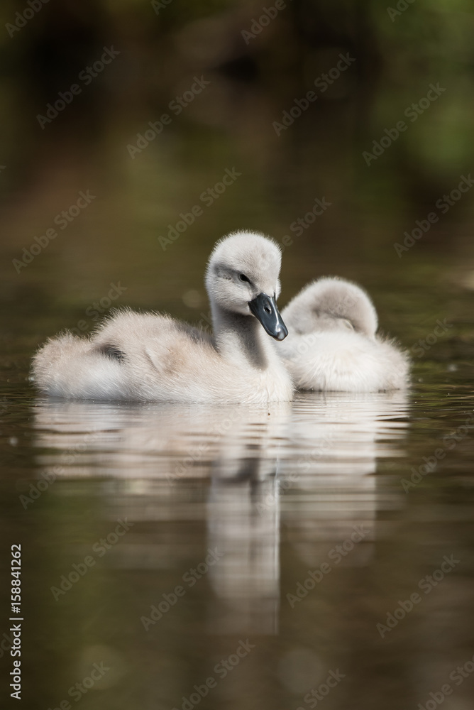 Mute Swan, Swans - nestling, nestlings Mute Swan, Swans - nestling, nestlings