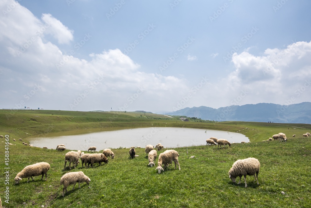 Obraz premium Flock of sheep grazing near lake, guizhou, china