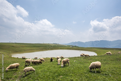 Flock of sheep grazing near lake, guizhou, china