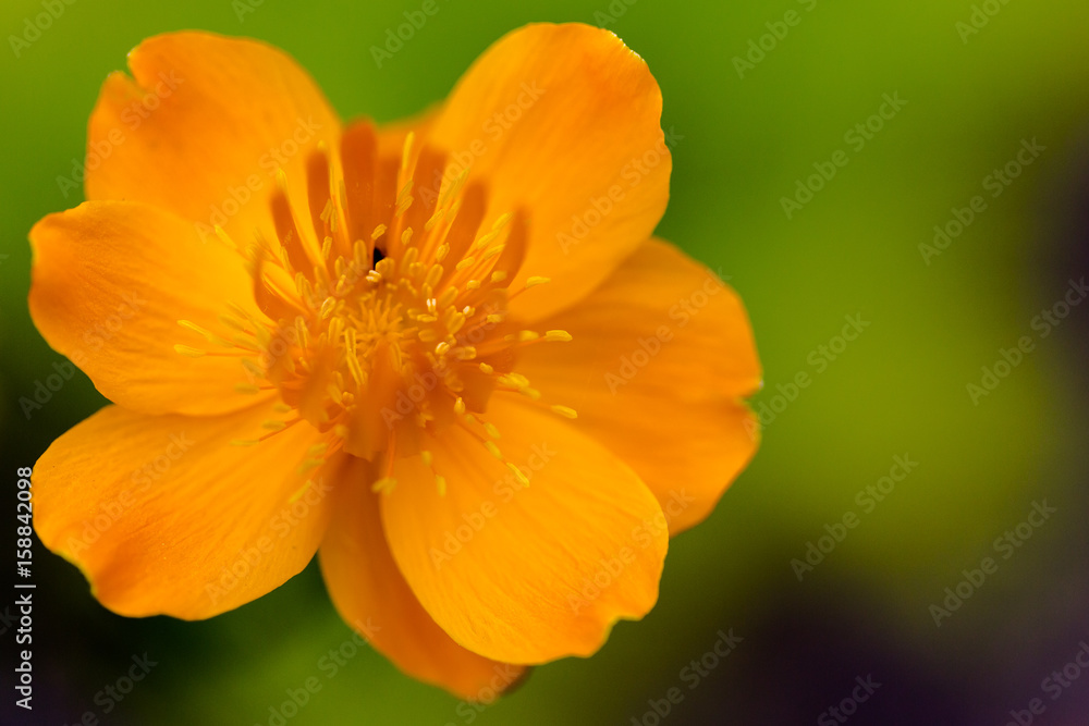 Golden Queen (Trollius chinensis) vibrant orange flower head on green background Golden Queen (Trollius chinensis) vibrant orange flower head on green background