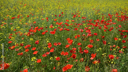 Wild red poppies growing in a field of rapeseed in May in Friuli Venezia Giulia, north east Italy 