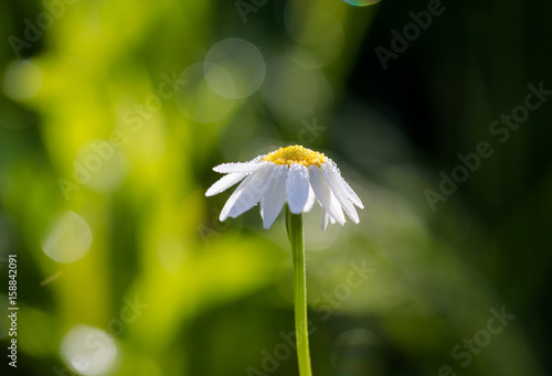 Corn chamomile, mayweed, scentless chamomile, or field chamomile (Anthemis arvensis) photo