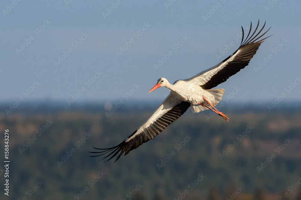 Obraz premium Stork soaring over the vast forest landscape.