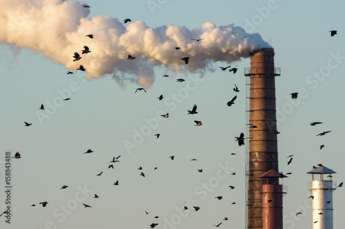 Canvas Print Flock of Birds in flight over factory factory chimney.
