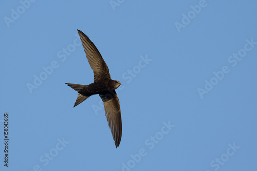 Swift in flight on blue sky background