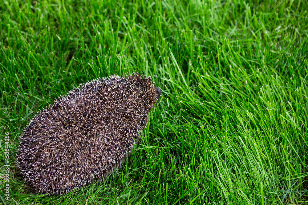 A hedgehog walking on a green grass lawn A hedgehog walking on a green grass lawn