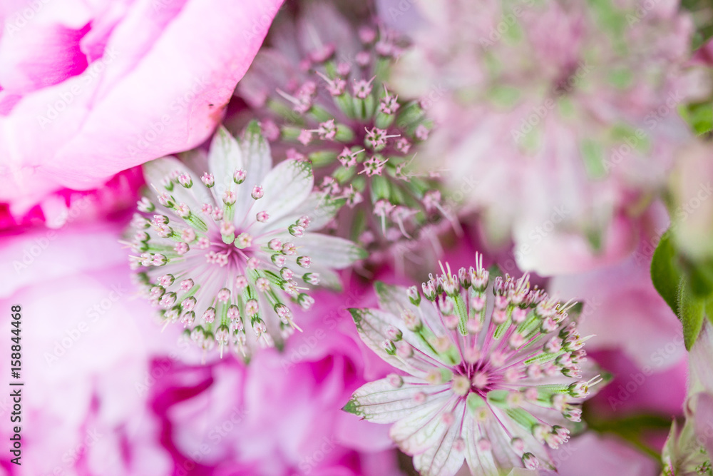 Fototapeta premium A composition bouquet of allium onion flowers