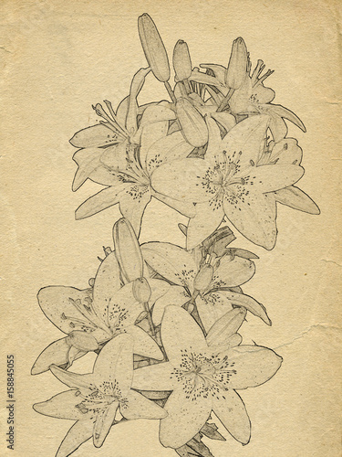 Grunge background with paper texture and a lily flowers. Sketch style.