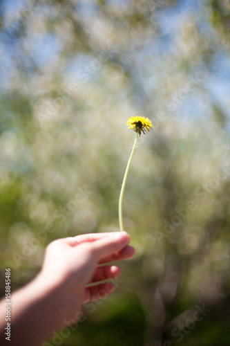 yellow dandelion flower close up, macro, spring background photo