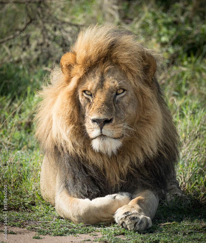 Large adult male Lion, Serengeti, Tanzania
