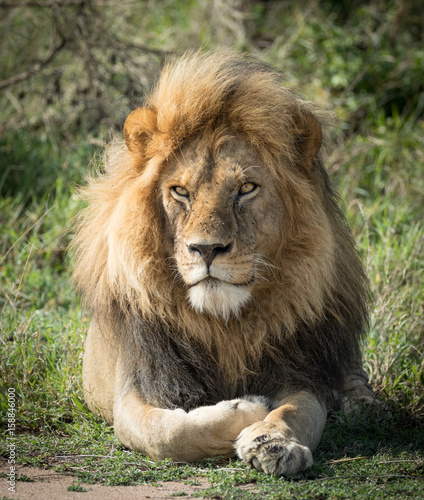 Large adult male Lion  Serengeti  Tanzania