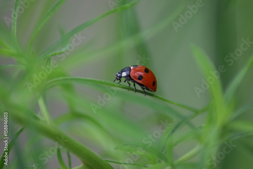 Ladybug macro in nature  © Svetlana