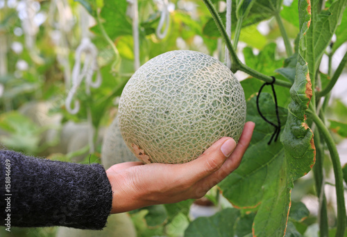 Woman hand holding melon in greenhouse melon farm. photo