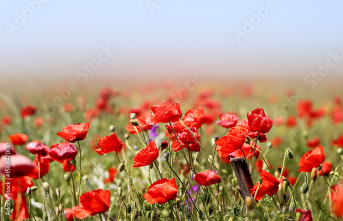 Photo of beautiful red poppies © tanor27