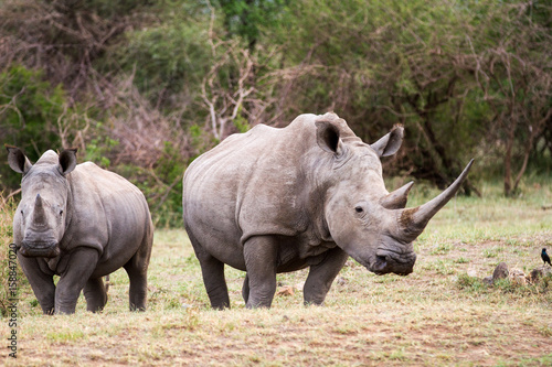 Fotografia White Rhinoceros aka square lipped rhino