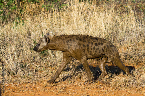 Spotted Hyena after a mud bath