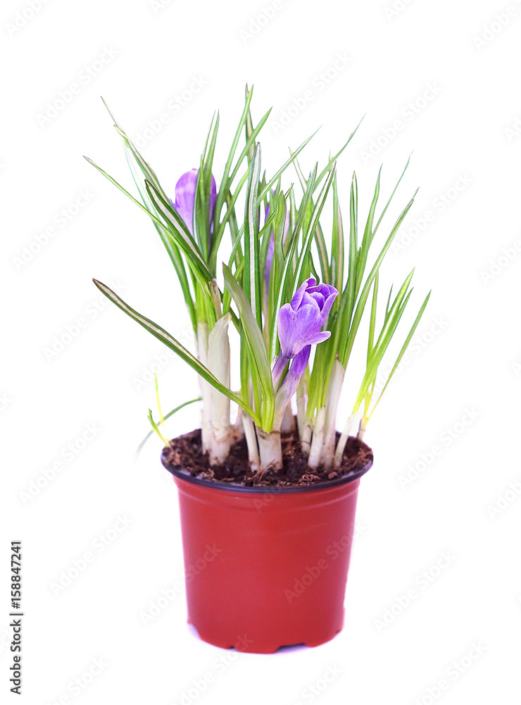 Crocus flowers of violet color in plant pot isolated on white background Crocus flowers of violet color in plant pot isolated on white background