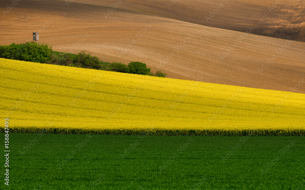 Multicolored Rural Landscape. A Green Field Of Wheat, A Strip Of Yellow Flowering Rape And Brown Plowed Arable Land.Wavy Cultivated Fields And Hunting Tower In Springtime. Czech Agricultural Landscape