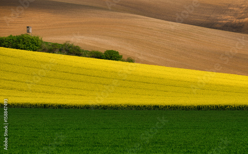 Obraz na płótnie Multicolored Rural Landscape. A Green Field Of Wheat, A Strip Of Yellow Flowering Rape And Brown Plowed Arable Land.Wavy Cultivated Fields And Hunting Tower In Springtime. Czech Agricultural Landscape w salonie