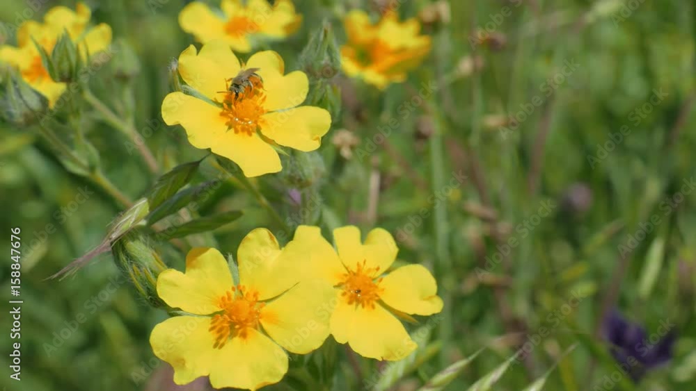 Bees on yellow wild flowers / Bees collect nectar from yellow wild flowers Bees on yellow wild flowers / Bees collect nectar from yellow wild flowers