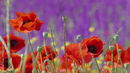 Poppy flowers in bright sunny windy day / Red poppies on background of purple wild flowers in wind