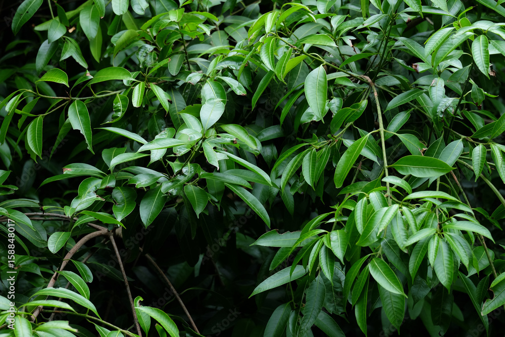 ฺีBush of Bouea macrophylla Griff ฺีBush of Bouea macrophylla Griff