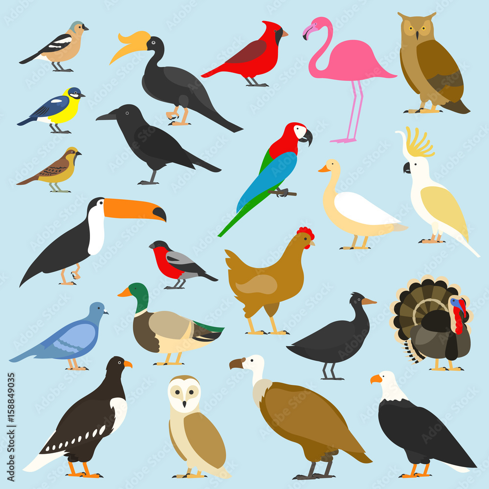 Obraz premium big set of tropical, domestic and other birds, cardinal, flamingo, owls, eagles, bald, sea, parrot, goose. raven. sparrow. chicken. turkey. cockatoo. pigeon. toco toucan. hornbill. griffon. duck.