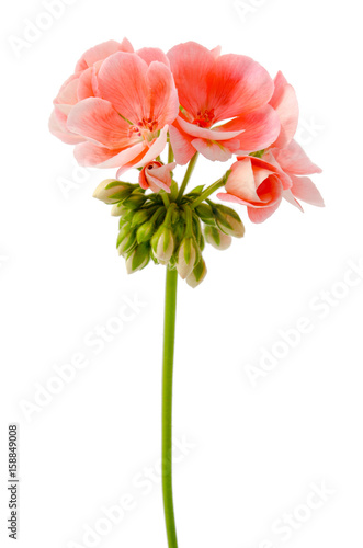 Fototapeta Naklejka Na Ścianę i Meble -  Geranie