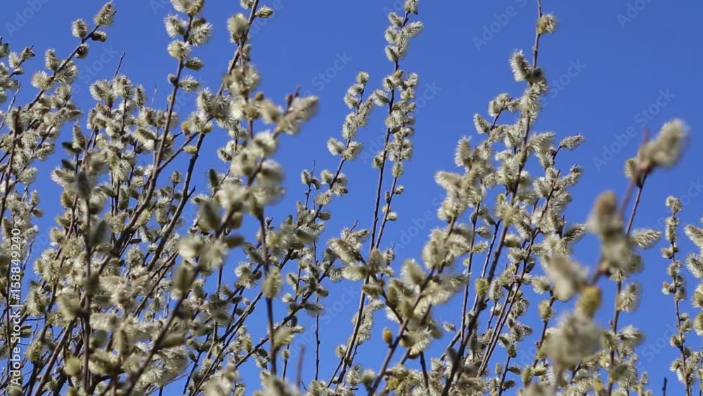 Spring branches with buds moved by wind Spring branches with buds moved by wind