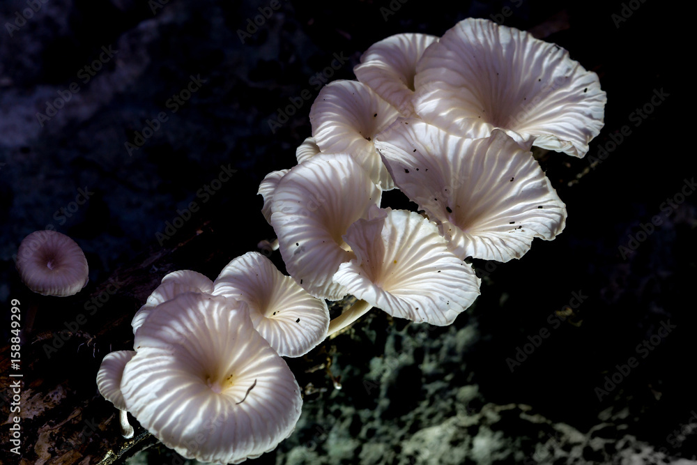 White mushrooms on wood in the rain forest